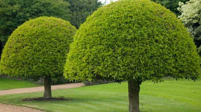 Деревья в ландшафтном дизайне