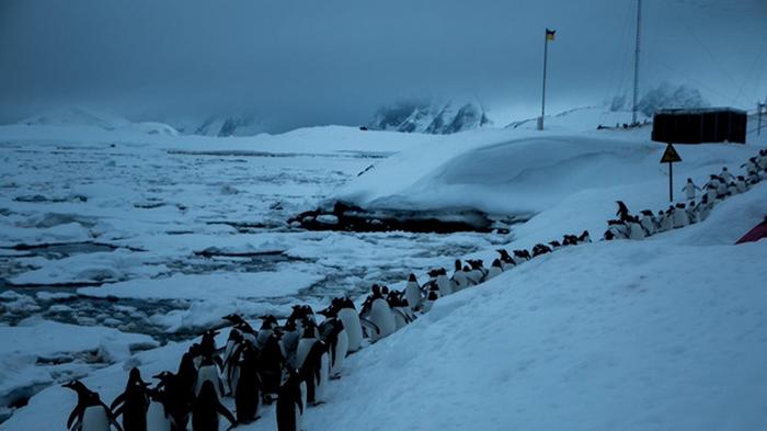 В Антарктиде пингвины оказались в ледовой ловушке (фото)