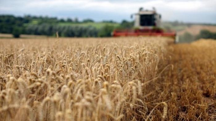 Украина сократила экспорт зерна