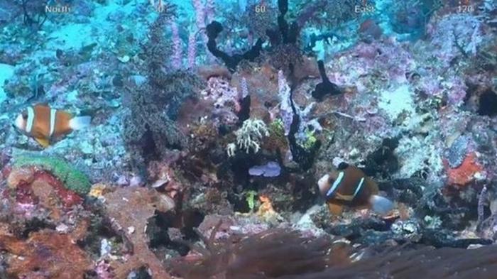 В Австралии обнаружили громадный коралловый риф (видео)