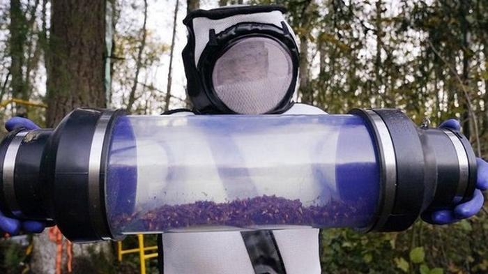 В США уничтожили первое жилище азиатских шершней-убийц (фото)