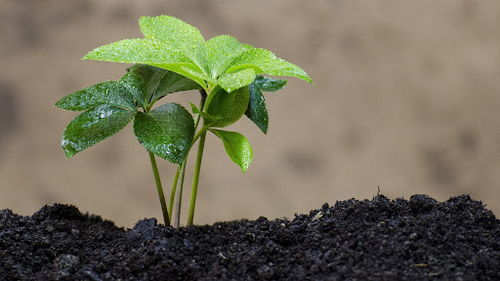 торф для садоводства