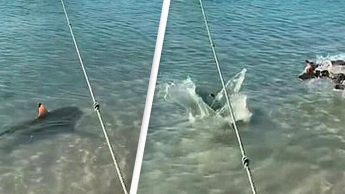 В Австралии сняли на видео бросок пса на акулу (видео)