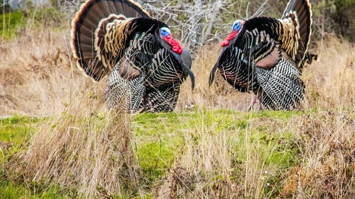 В Швеции у индеек обнаружили птичий грипп