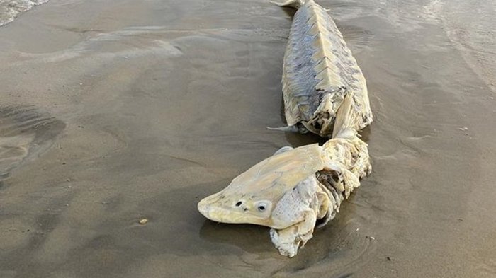 К побережью прибило редчайшую доисторическую рыбу
