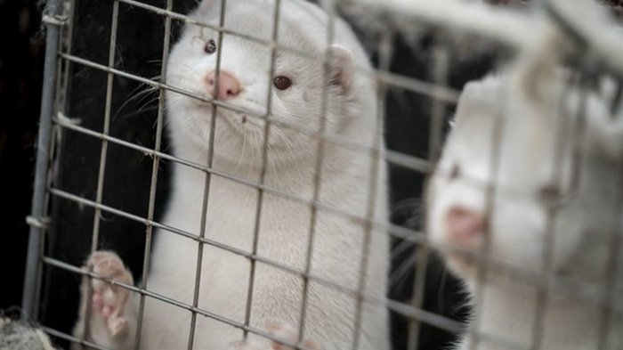 В Дании введут запрет на разведение норок