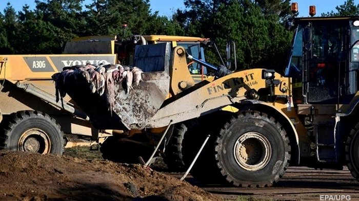 У Дании появилась новая проблема после уничтожения 10 млн норок