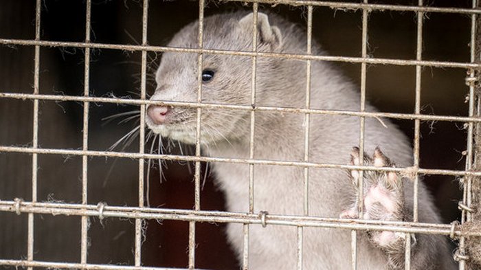 Украинских норок на коронавирус еще не тестировали