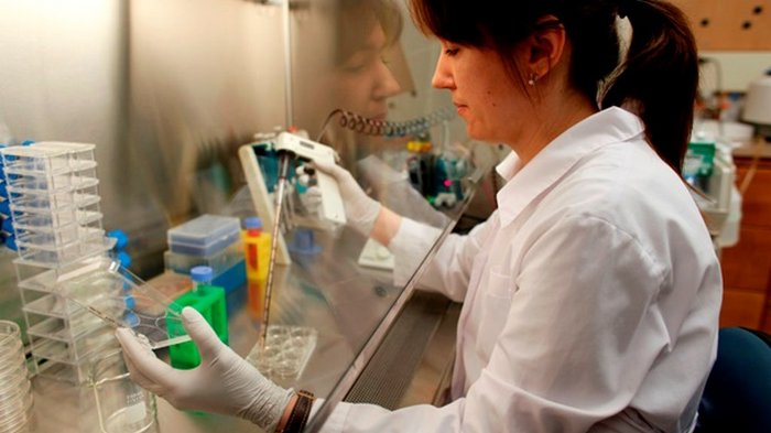 Ученые раскрыли секрет молодости стволовых клеток