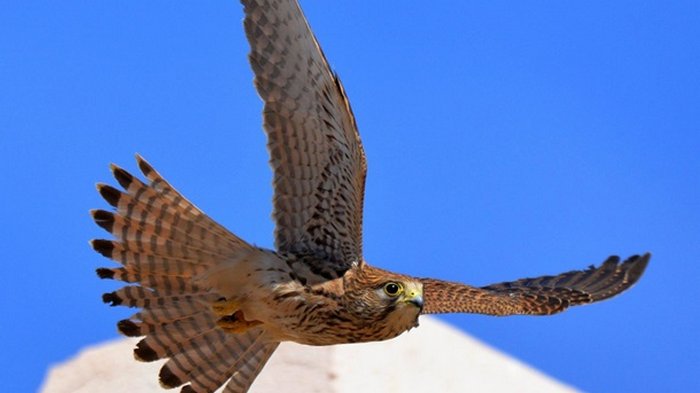 В зоне отчуждения ЧАЭС поселились хищные пустельги (фото)