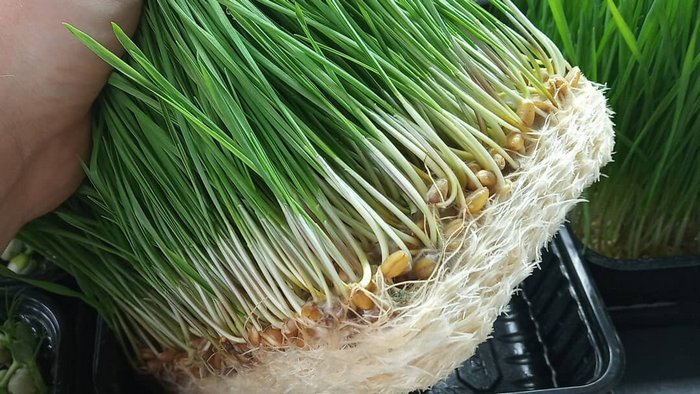 Эликсир здоровья: зачем нам есть пророщенную пшеницу