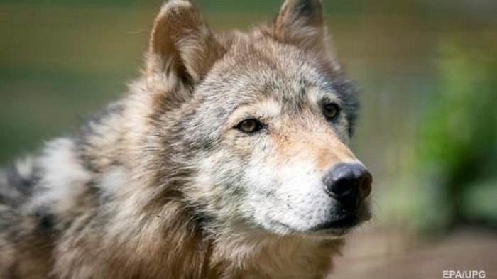 Прикарпатье терроризируют голодные волки (видео)
