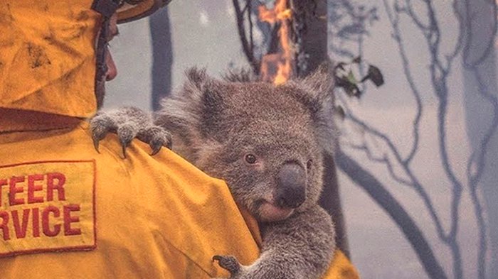 Пожары в Австралии: За этот год от огня погибла уже 61 000 коал: видео