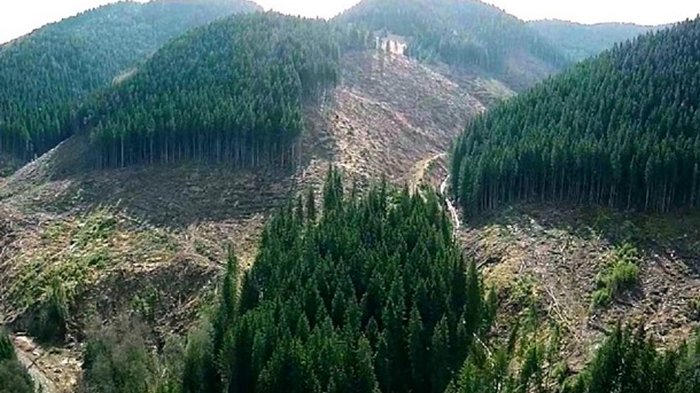 Вырубку леса в Карпатах ограничил Кабмин