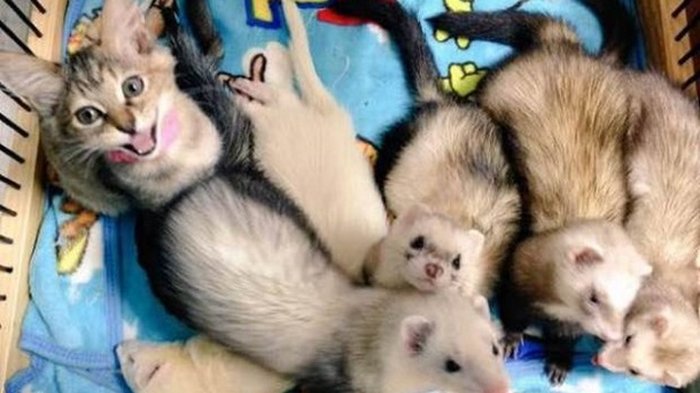 Названы наиболее восприимчивые к коронавирусу животные