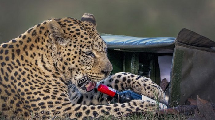 Леопард украл у отдыхающей пары бутылку вина и бокал (фото)