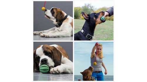 магазин амуниции для собак