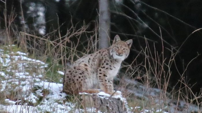 В Карпатах заметили редкий вид рыси (фото)
