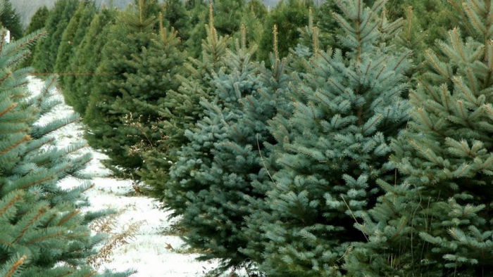 Ёлки-палки: напродавали новогодних деревьев на полмиллиона гривен убытков
