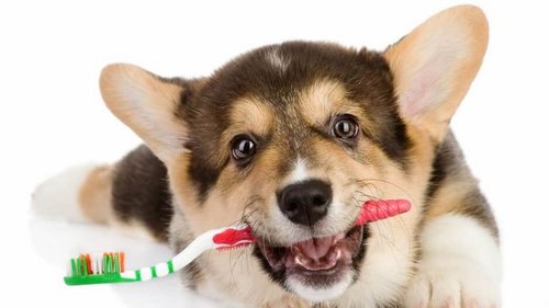 Зачем нужна ультразвуковая чистка зубов домашним животным