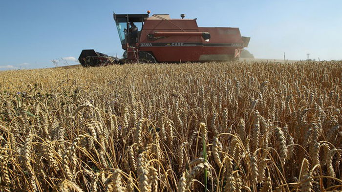 Китай стал главным импортером украинского зерна