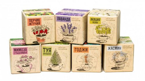 Экокубы для выращивания растений: оригинальный подарок