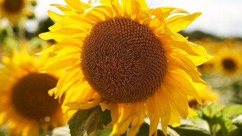 Самостоятельное выращивание подсолнечника и сбор его семян