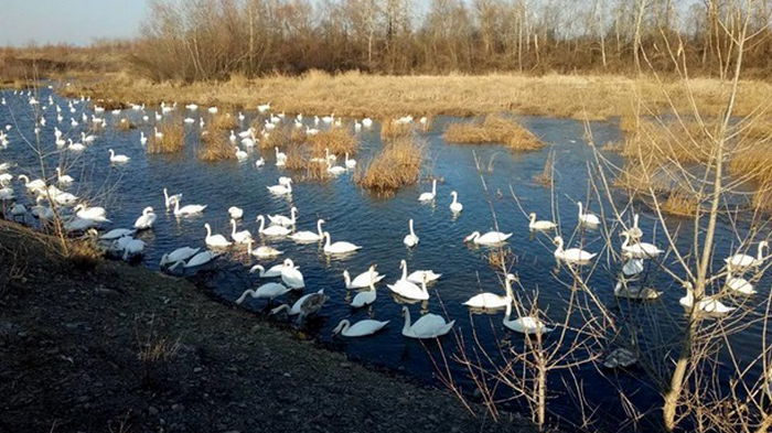 На территории Латвии впервые обнаружили птичий грипп