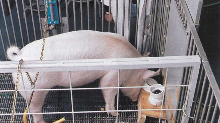 Ученых просто ошеломили умственные способности свиней (фото)