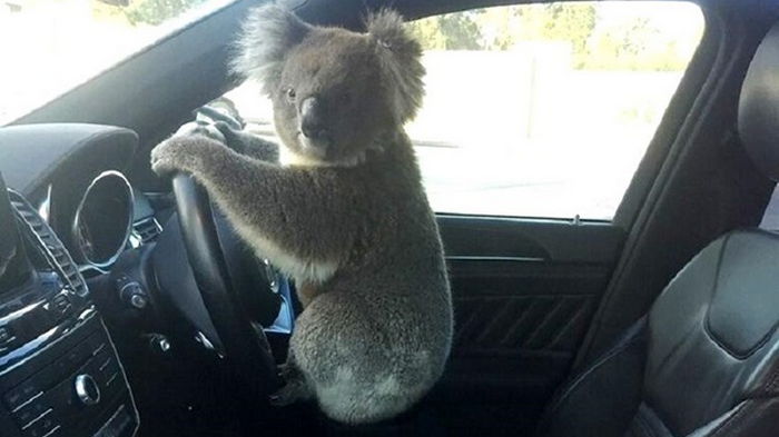 В Австралии коала устроила ДТП (фото)