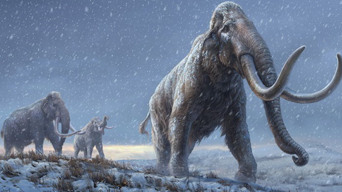 Ученые расшифровали древнейшую ДНК мамонта