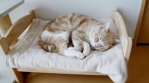 Все для кошек в интернет-магазине