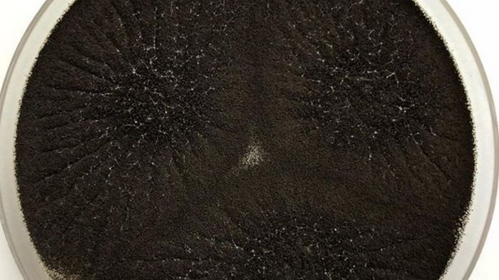 Названы микробы, способные выжить на Марсе