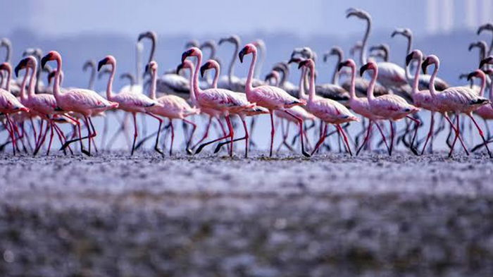 Тысячи фламинго превратили озеро в Индии в розовое море (видео)