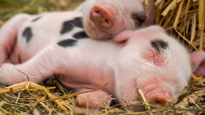В Украину активно завозят свинину из-за границы. Импорт за февраль вырос в два раза