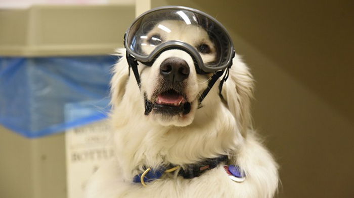 В США собака работает в химической лаборатории (фото)