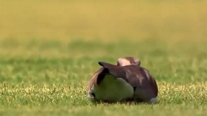 В Бразилии футбольный матч остановили из-за птицы (видео)