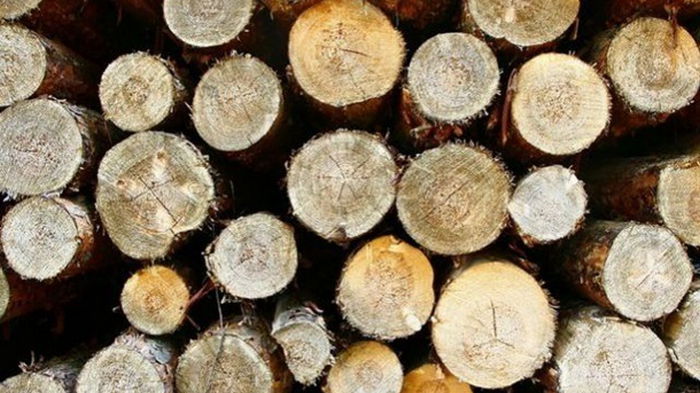 Украина готова снять запрет на экспорт леса: названо условие