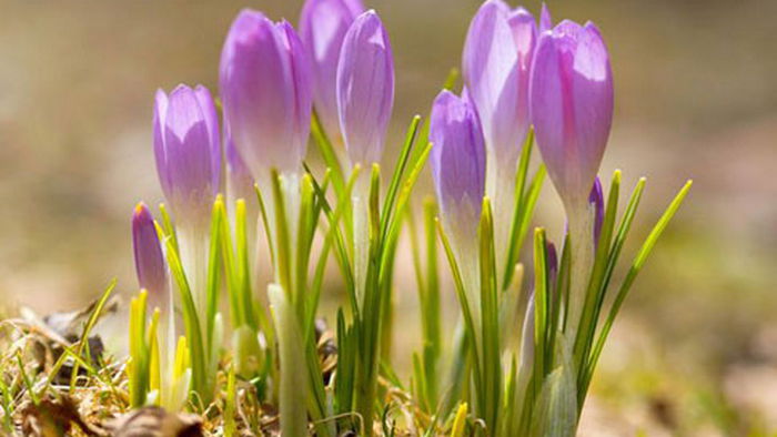 День весеннего равноденствия-2021: что ни в коем случае нельзя делать