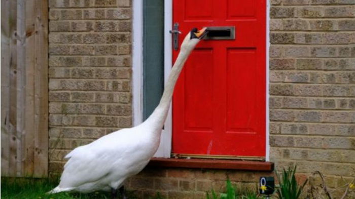 Часами напролет стучит в двери: лебедь пять лет терроризирует жителей города (фото)