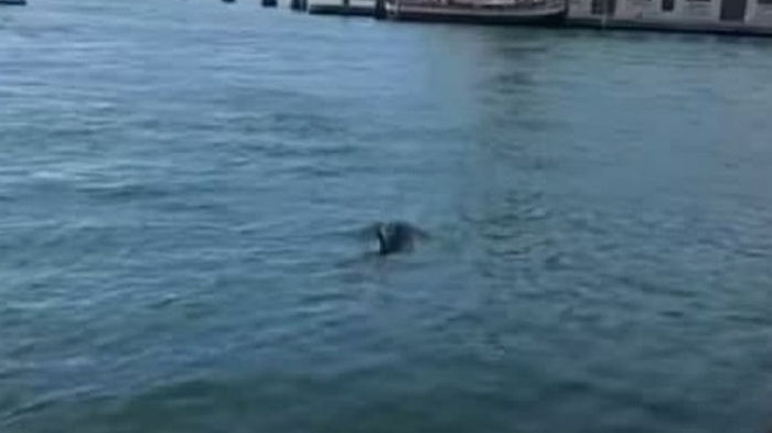 В водах Венеции заметили дельфинов (видео)