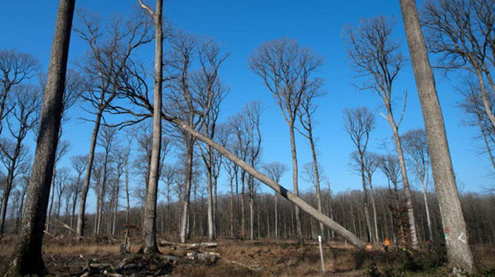 Во Франции срезают 200-летние дубы для Нотр-Дама