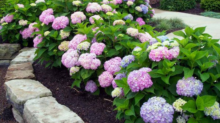 Как выбрать саженец гортензии?