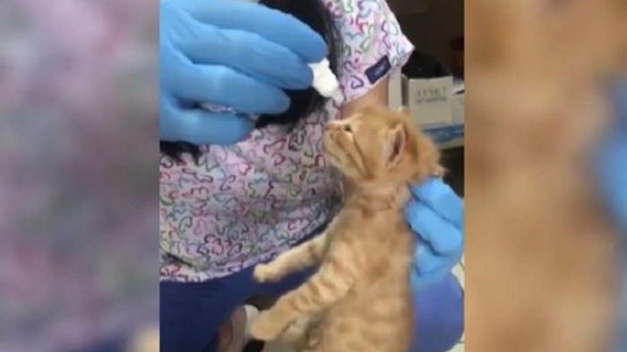 Кошка сама принесла больных котят к ветеринару (видео)
