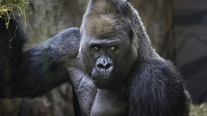 Ученые выяснили, зачем гориллы бьют себя в грудь