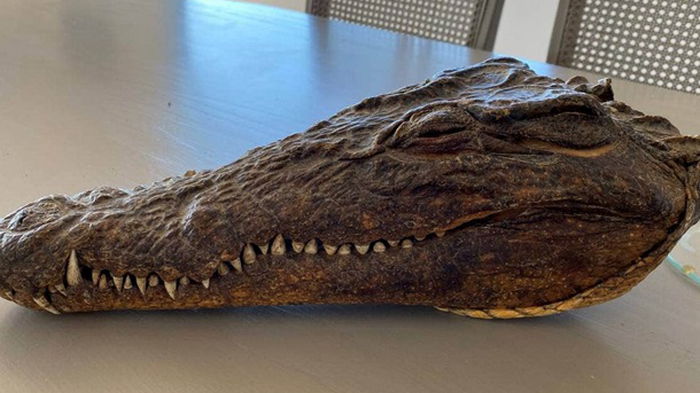 В Новой Зеландии продают голову крокодила, убитого принцем Филиппом