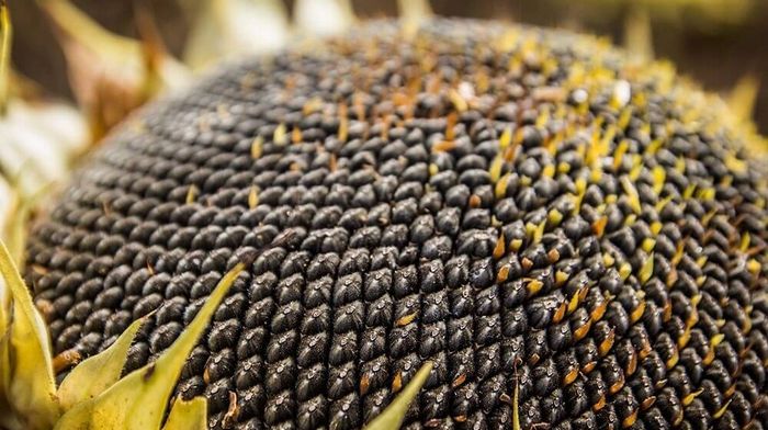 Как садить и выращивать семена подсолнуха?