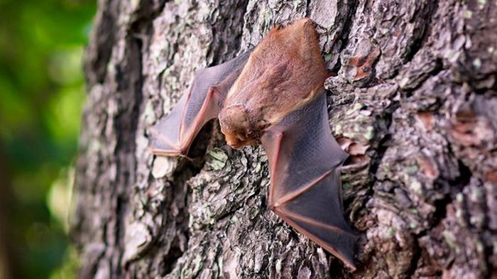 Ученые проверили летучих мышей на юге РФ. Нашли родственников SARS-CoV-2