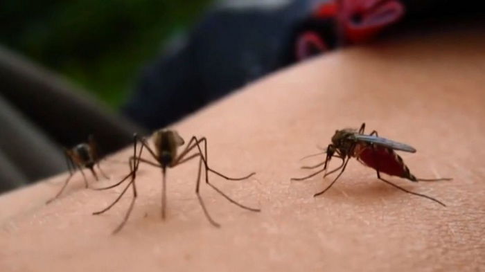 Самое мощное и простое средство от комаров: дачникам на заметку