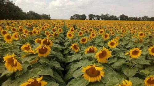 Как садить и выращивать семена подсолнуха?